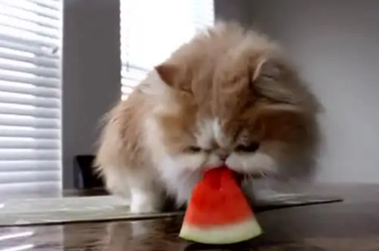 猫咪可以吃西瓜吗