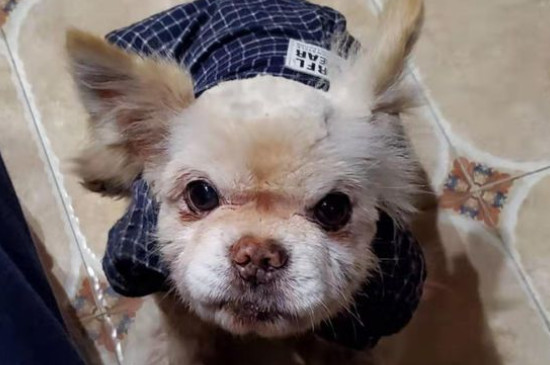 狗狗眼有黄脓状眼屎