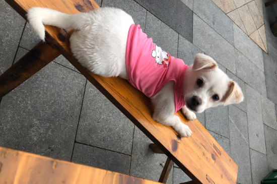 狗像打嗝一样一抽一抽怎么办