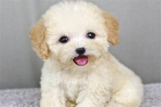 茶杯泰迪犬能活多久，平均寿命在10～15年左右