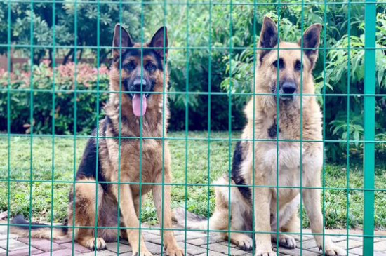 德国牧羊犬为什么禁养