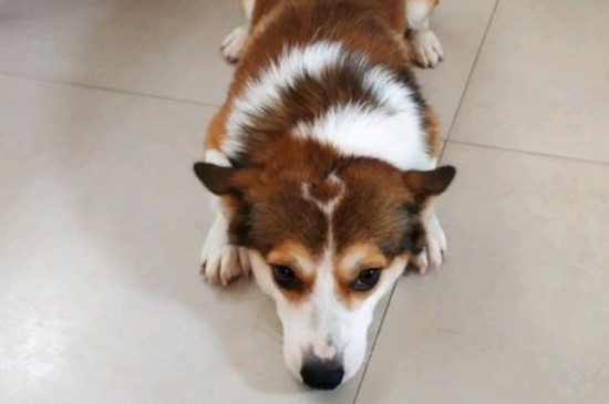 柯基犬貂色值钱吗