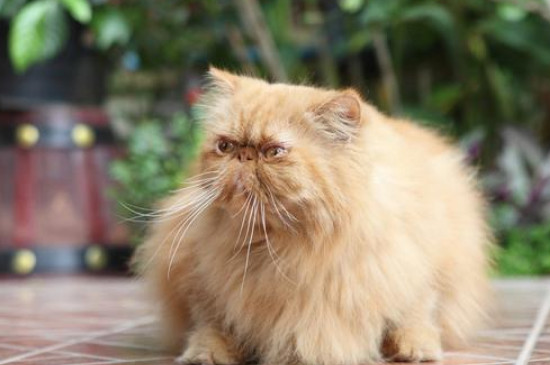 猫智商相当于人的几岁