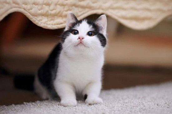 猫口臭怎么办，猫咪口气臭怎么去除