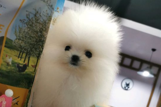 茶杯犬寿命多长时间