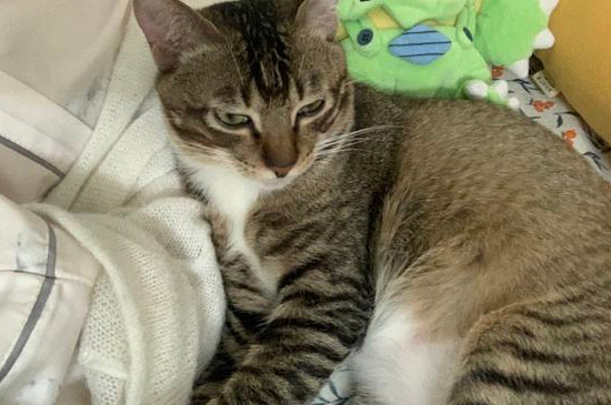 雀猫和狸花猫的区别