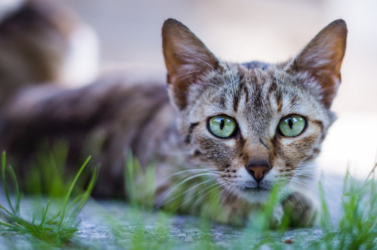 猫抓沙发和家具怎么办