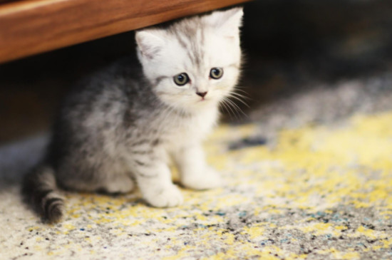 猫害怕了有什么表现