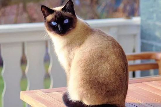 猫咪脱肛怎么办