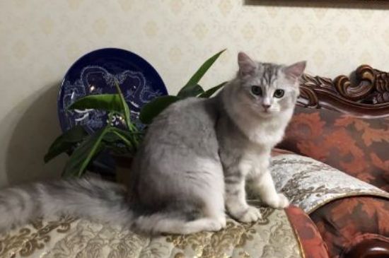 猫会笑吗