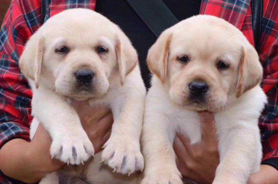 拉布拉多犬多少钱一只