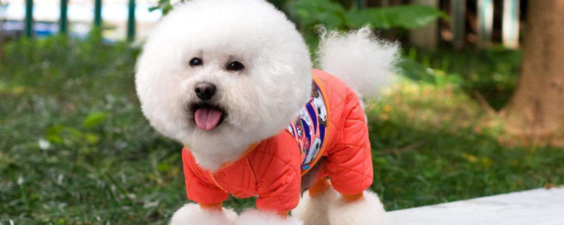 狗狗不吃东西了什么原因