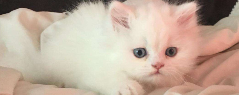 猫鼻支症状