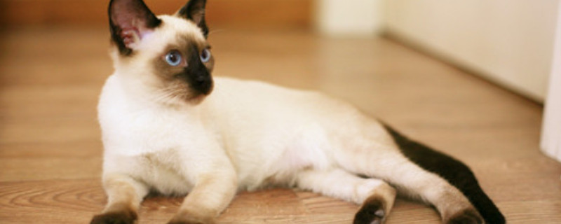 猫咪脱肛怎么办