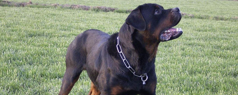 罗威纳犬的优缺点