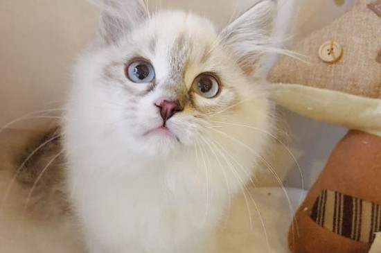 猫可以上地铁吗