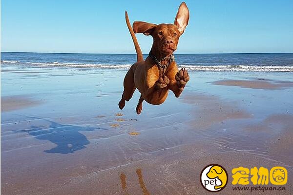 维兹拉是匈牙利国犬，举止优雅的短毛断尾猎犬