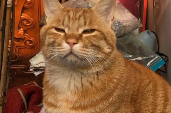 猫咪大便成形但带血