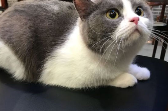 猫咪怀孕几个月生