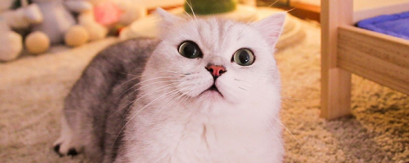 猫喜欢什么