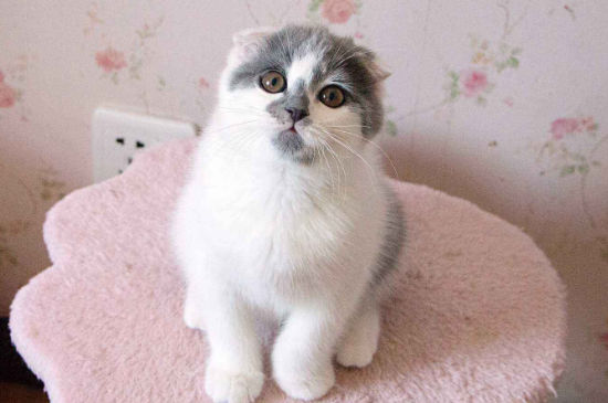 蓝白折耳猫真不能养吗