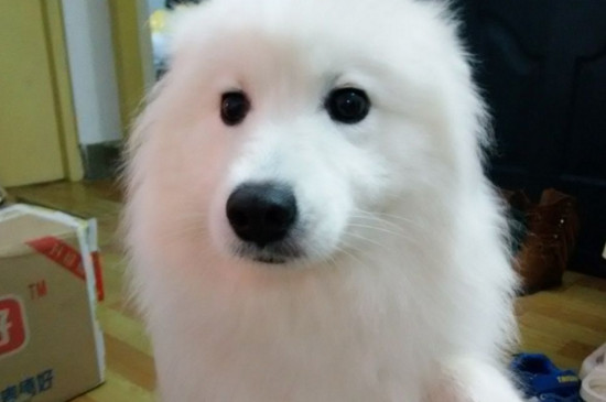 狗狗指甲怎么剪