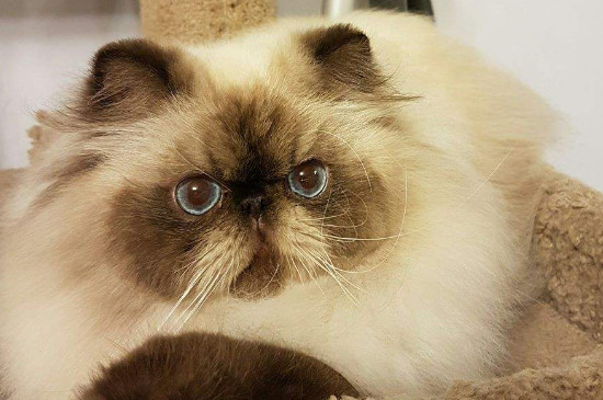 喜马拉雅猫为什么不能养
