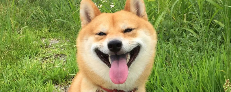 怎么判断柴犬圆脸和尖脸