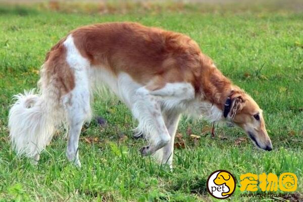 苏俄猎狼犬波索尔天生神秘，如今已成为受欢迎的伴侣犬