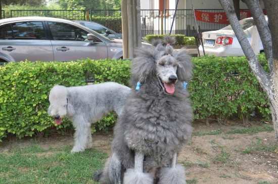 巨贵犬好养吗，养巨贵犬注意事项