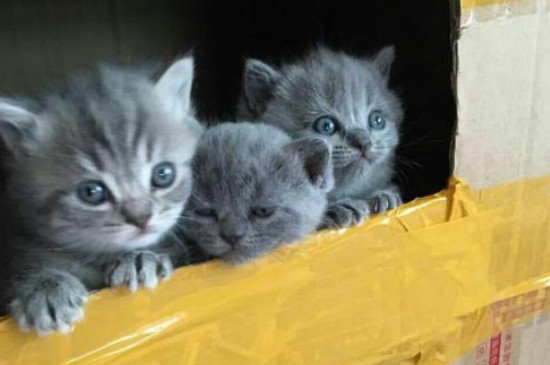 新手买蓝猫注意事项
