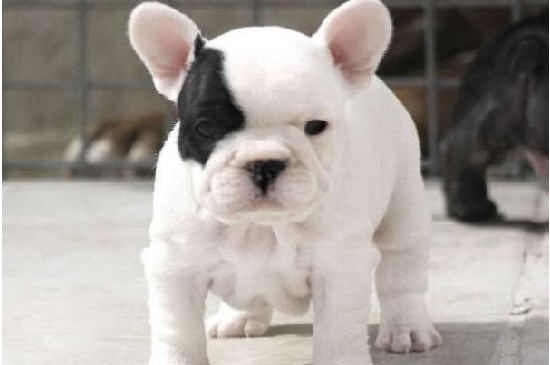 法国斗牛犬能吃米饭吗