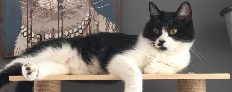 奶牛猫和土猫的区别