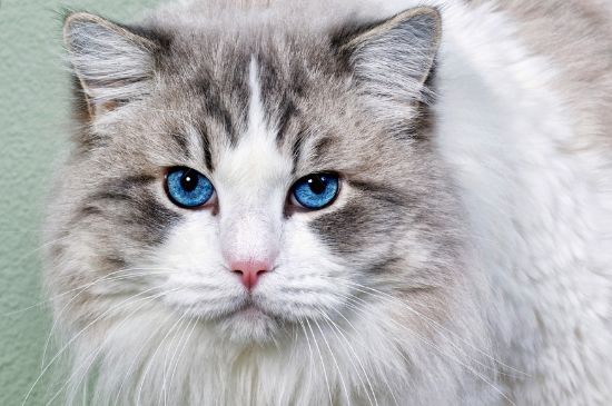 多大算成猫