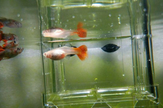 养孔雀鱼多深的水合适
