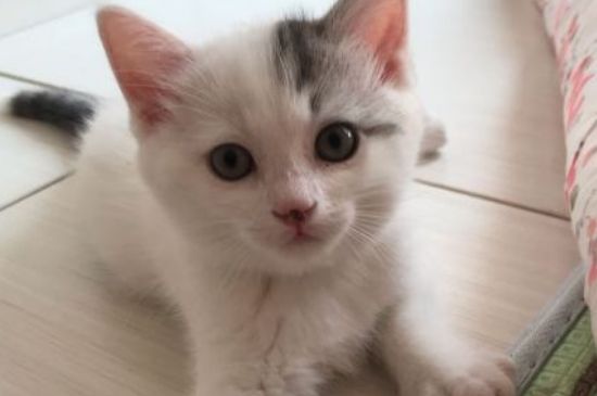 猫腹水产生的原因
