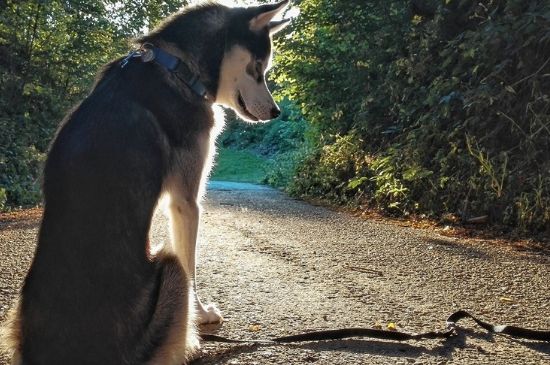 狗狗可以吃芋头吗