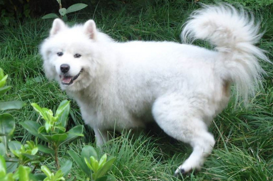 萨摩耶犬多少钱一只