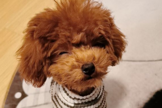 泰迪犬怎样训练