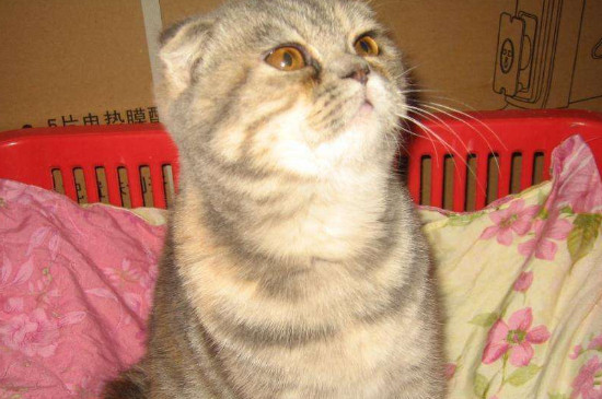 猫咪白细胞低什么原因