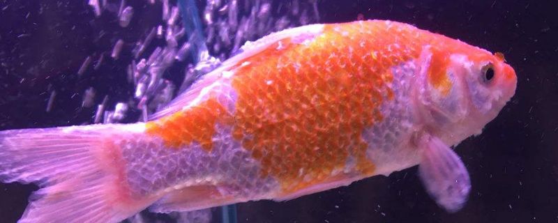 金鱼头上有白色絮状物