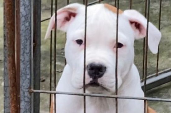 斯塔福犬爆头征兆