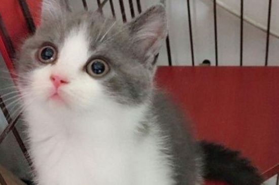 猫肚子里的毛球排不出去咋办