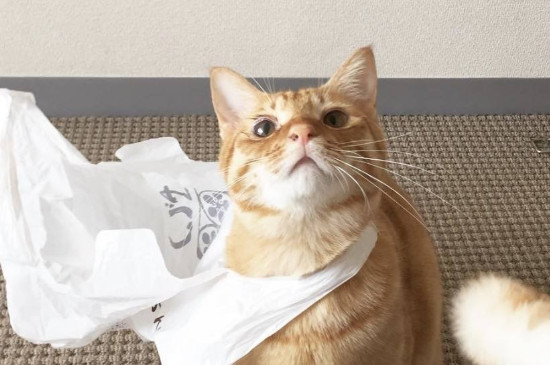 猫吐血怎么回事