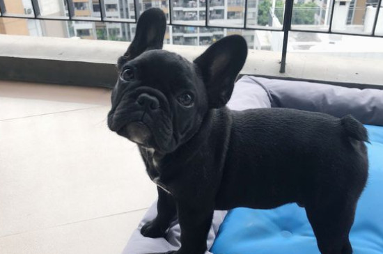 狗粮喂食标准