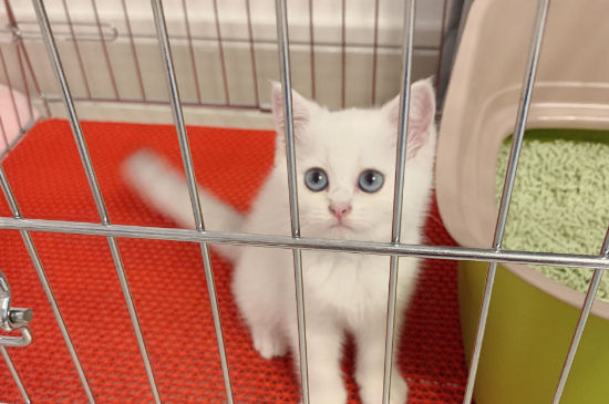 猫咪肚子疼的表现