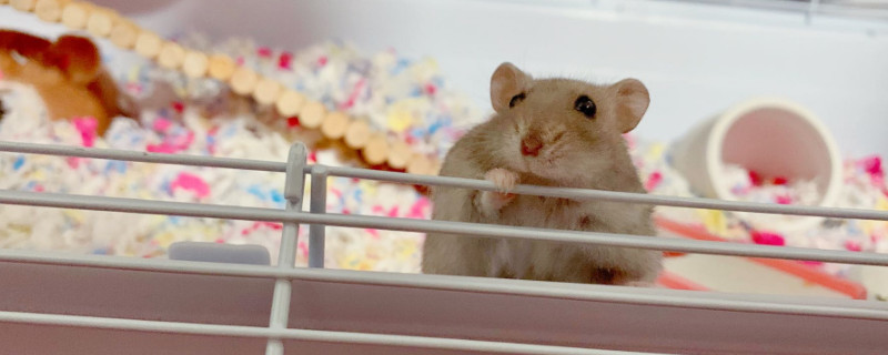 打仓鼠会记仇吗