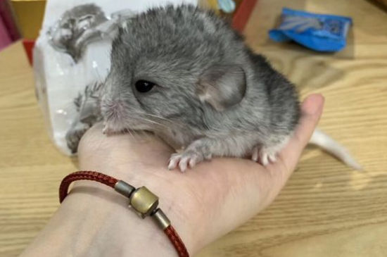 新手养龙猫注意事项