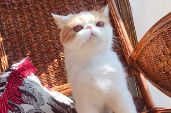 猫看见鬼有几种表现，鬼为什么怕猫