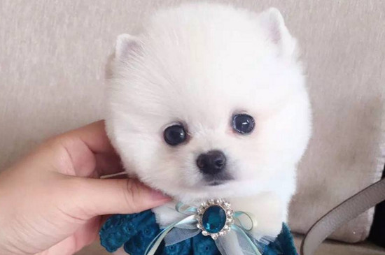 茶杯犬寿命多长